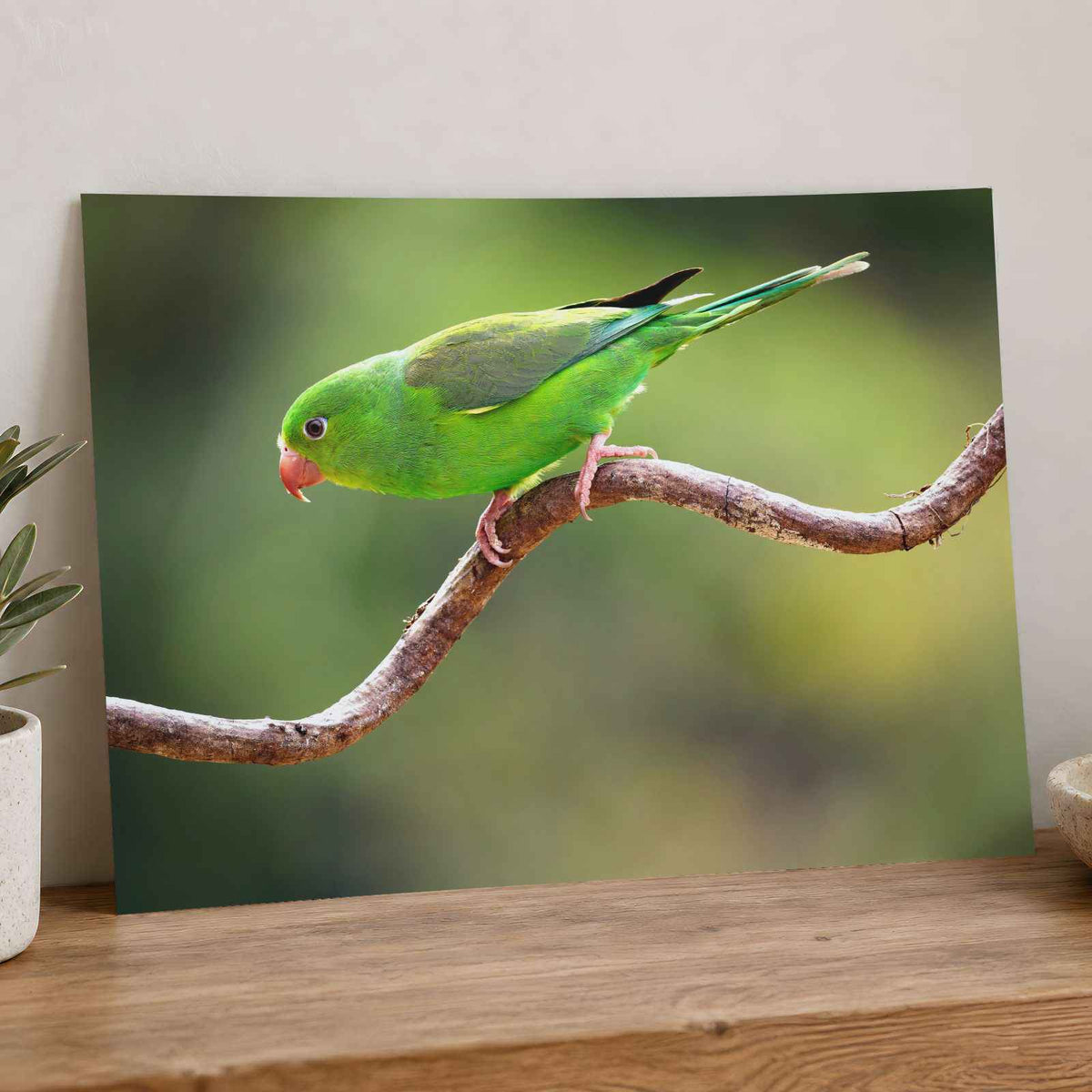 Parakeet Perched on Branch Photographic Art Print (7 Sizes) - Heavyweight