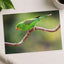 Parakeet Perched on Branch Photographic Art Print (7 Sizes) - Heavyweight