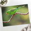 Parakeet Perched on Branch Photographic Art Print (7 Sizes) - Heavyweight