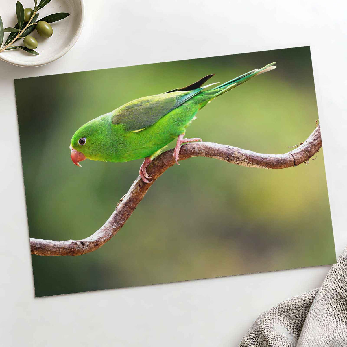 Parakeet Perched on Branch Photographic Art Print (7 Sizes) - Heavyweight