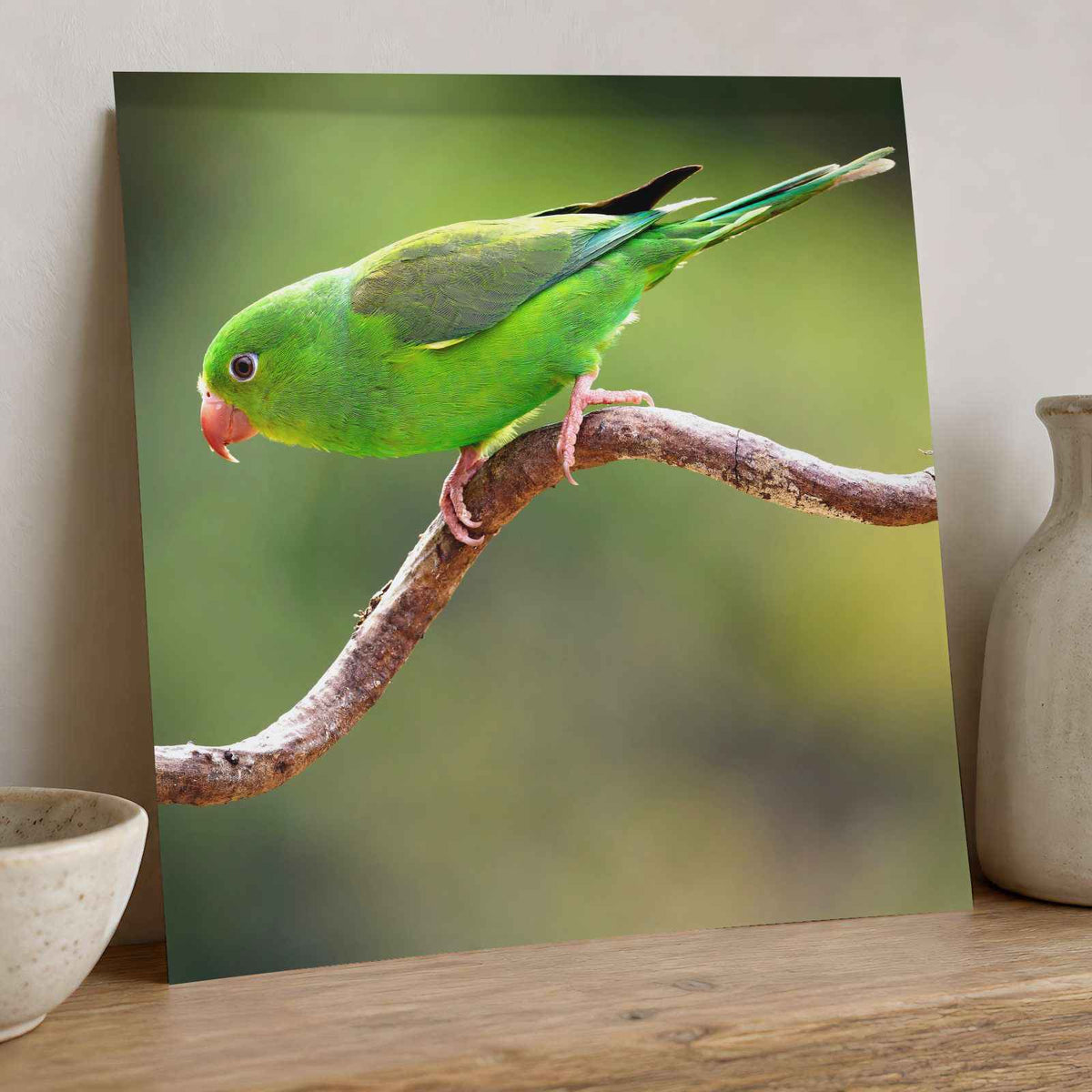 Parakeet Perched on Branch Photographic Art Print (7 Sizes) - Heavyweight