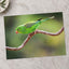 Parakeet Perched on Branch Photographic Art Print (7 Sizes) - Heavyweight
