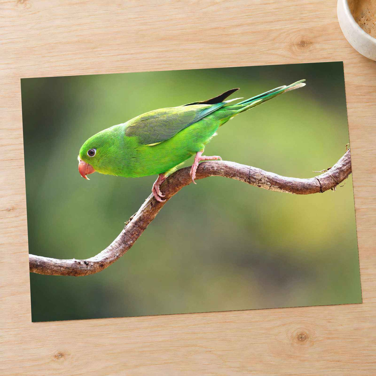 Parakeet Perched on Branch by Zdeněk Macháček Photo Print Wall Decor