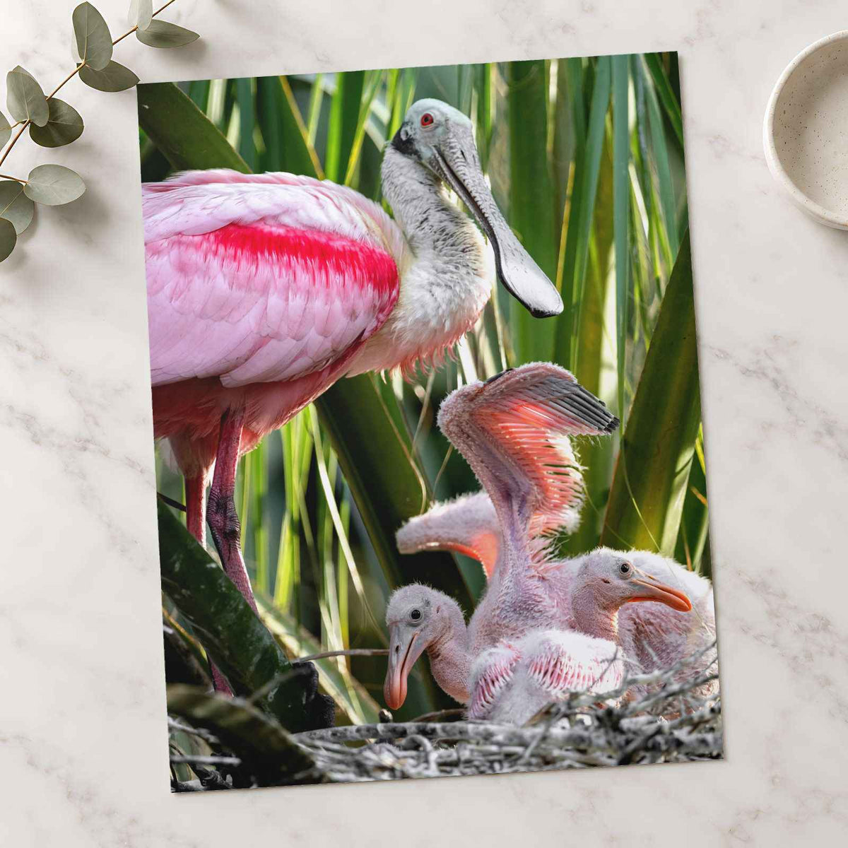 Roseate Spoonbill with Chicks Photo Print (7 Sizes) - Printed in USA
