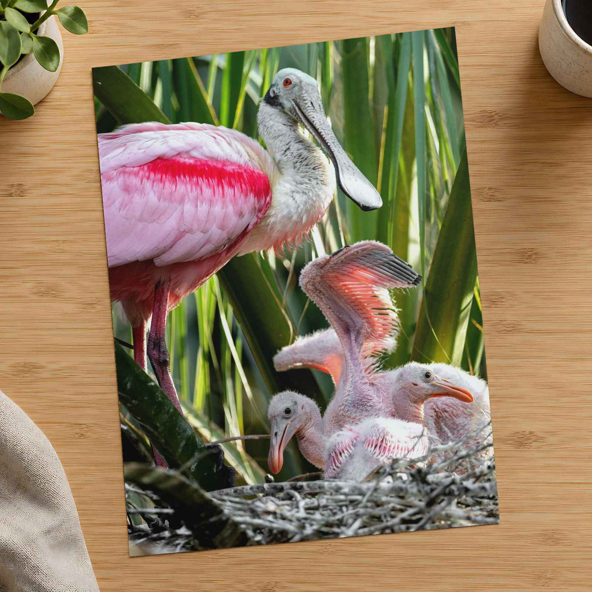 Roseate Spoonbill with Chicks Photo Print (7 Sizes) - Printed in USA