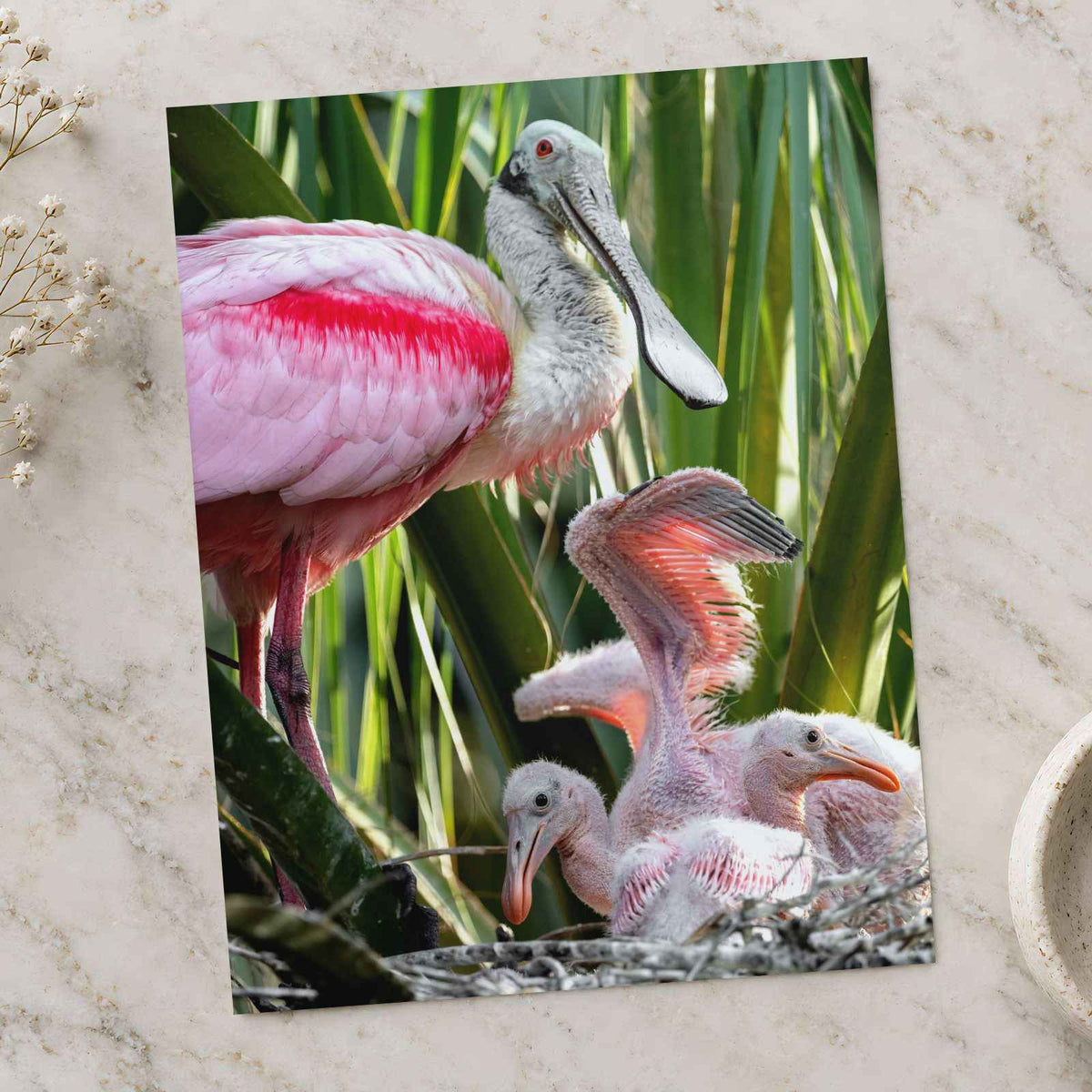 Roseate Spoonbill with Chicks Photo Print (7 Sizes) - Printed in USA