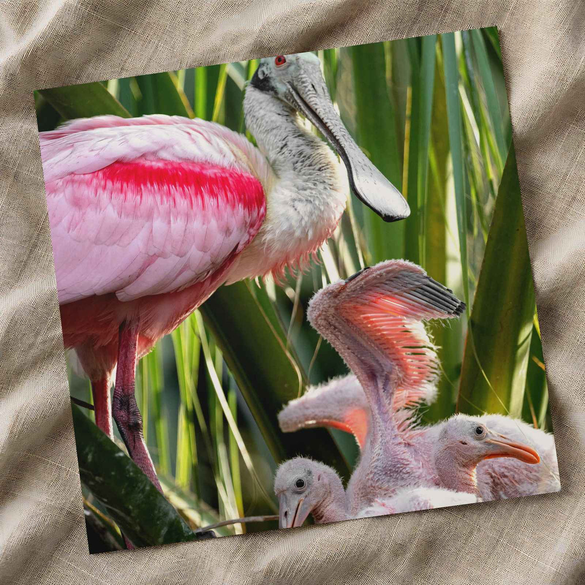 Roseate Spoonbill with Chicks Photo Print (7 Sizes) - Printed in USA