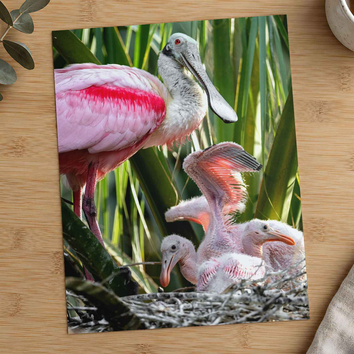 Roseate Spoonbill with Chicks Photo Print (7 Sizes) - Printed in USA