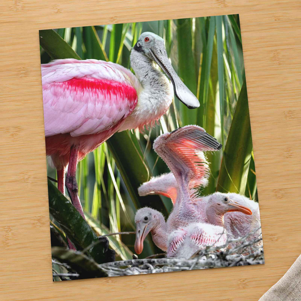 Roseate Spoonbill with Chicks Photo Print Wall Decor