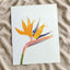 Bird of Paradise Flower Photographic Art Print (7 Sizes) - High Quality