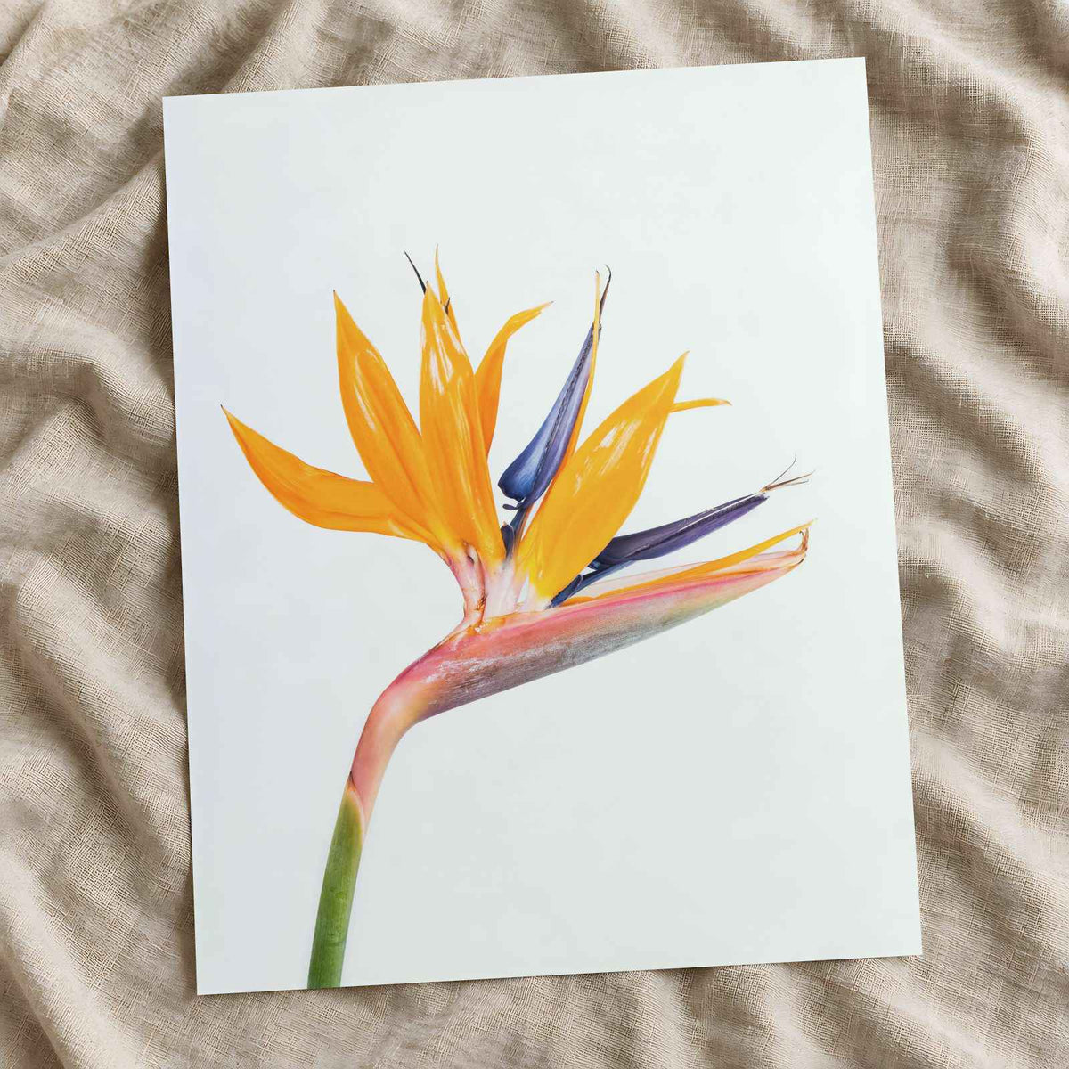 Bird of Paradise Flower Photographic Art Print (7 Sizes) - High Quality