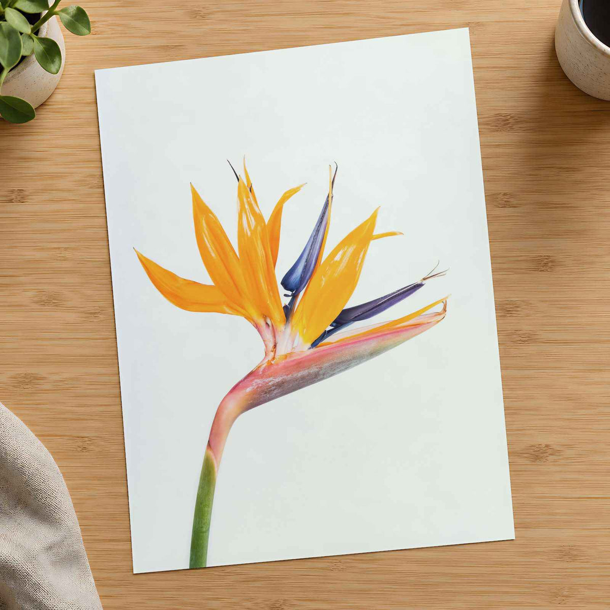 Bird of Paradise Flower Photographic Art Print (7 Sizes) - High Quality