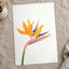 Bird of Paradise Flower Photographic Art Print (7 Sizes) - High Quality