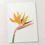 Bird of Paradise Flower Photographic Art Print (7 Sizes) - High Quality
