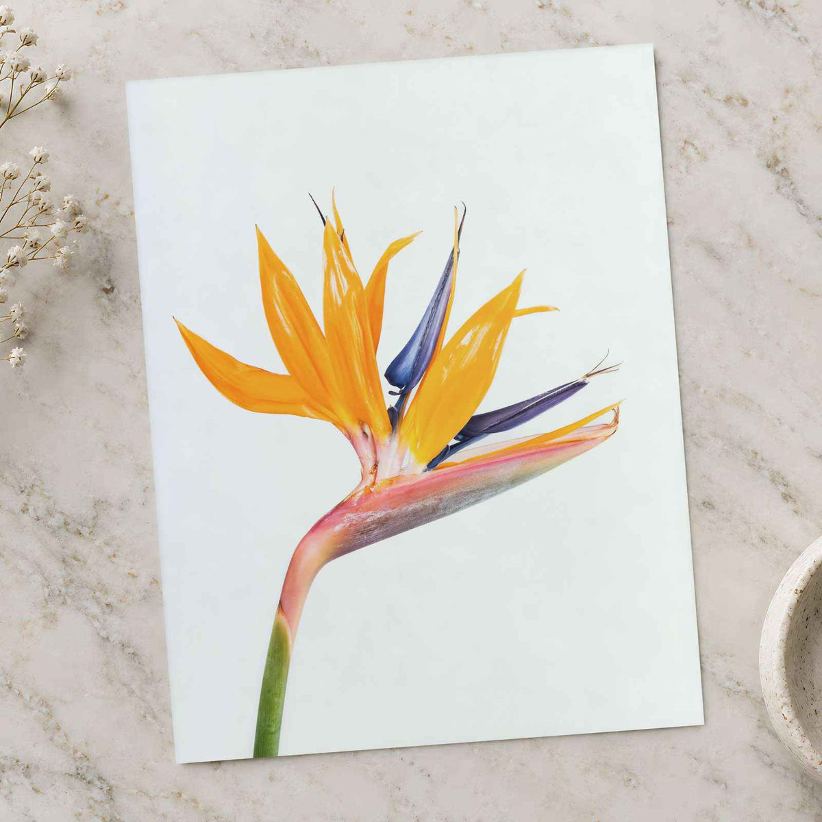 Bird of Paradise Flower Photographic Art Print (7 Sizes) - High Quality