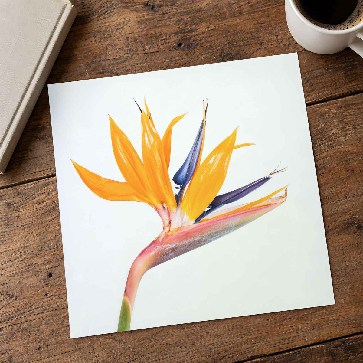 Bird of Paradise Flower Photographic Art Print (7 Sizes) - High Quality
