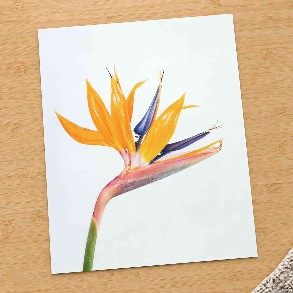 Bird of Paradise Flower by Behnam Norouzi Photo Print Wall Decor