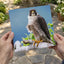 Peregrine Falcon Perched Photo Print (4 Sizes) - Shipped Flat