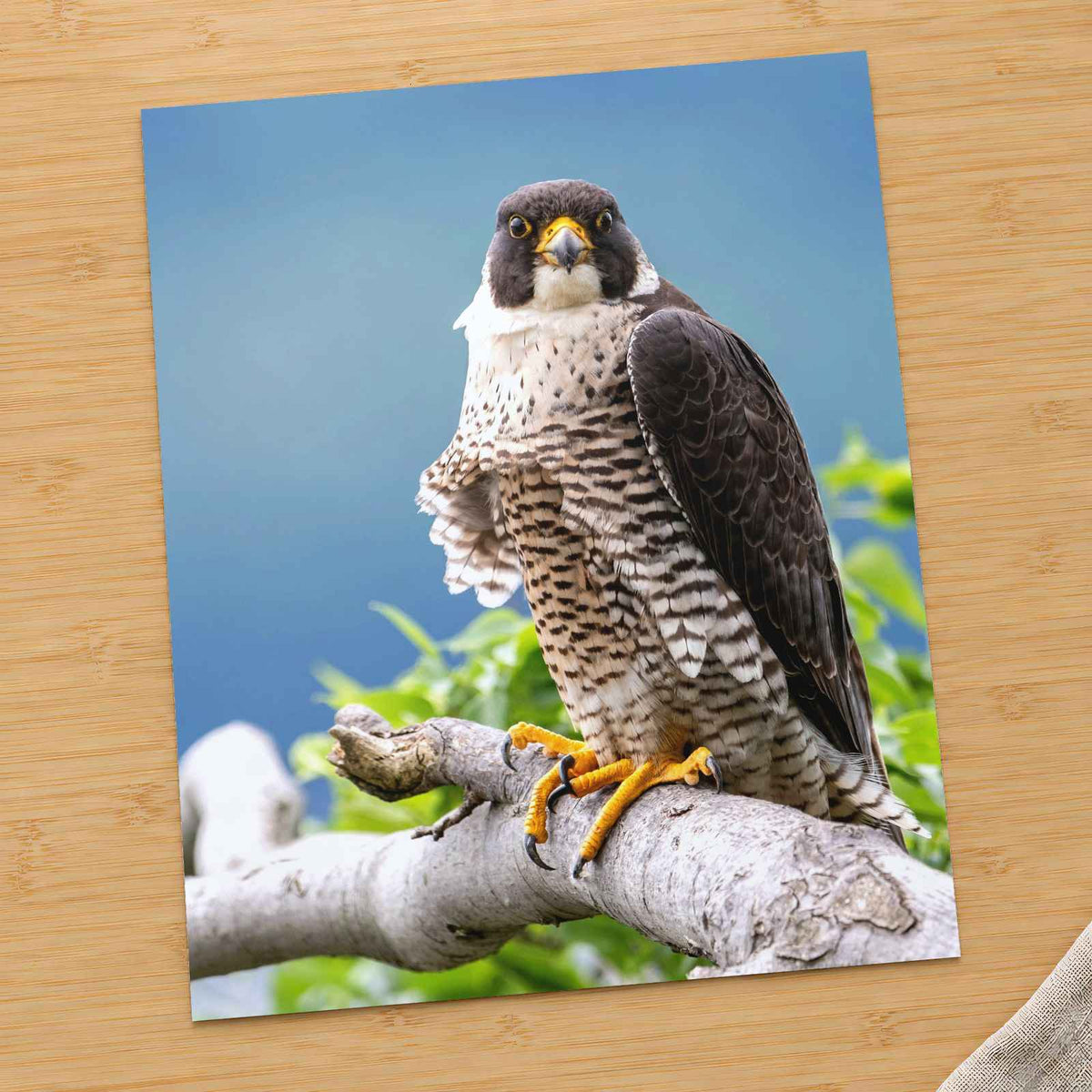 Peregrine Falcon Perched Photo Print Wall Decor