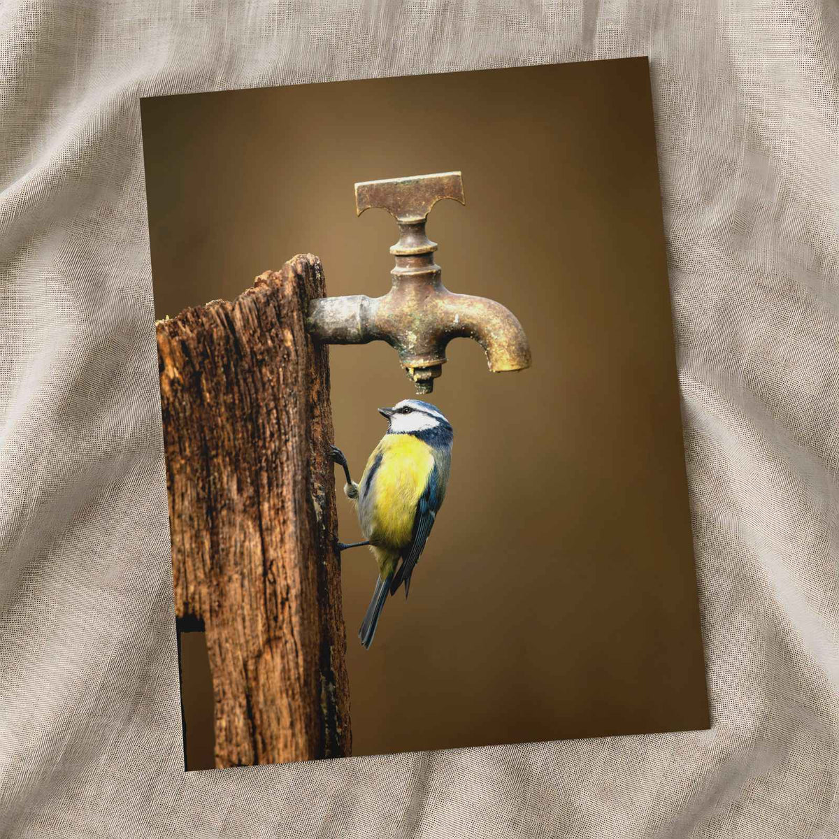 Blue Tit under Water Tap Photo Print Wall Decor