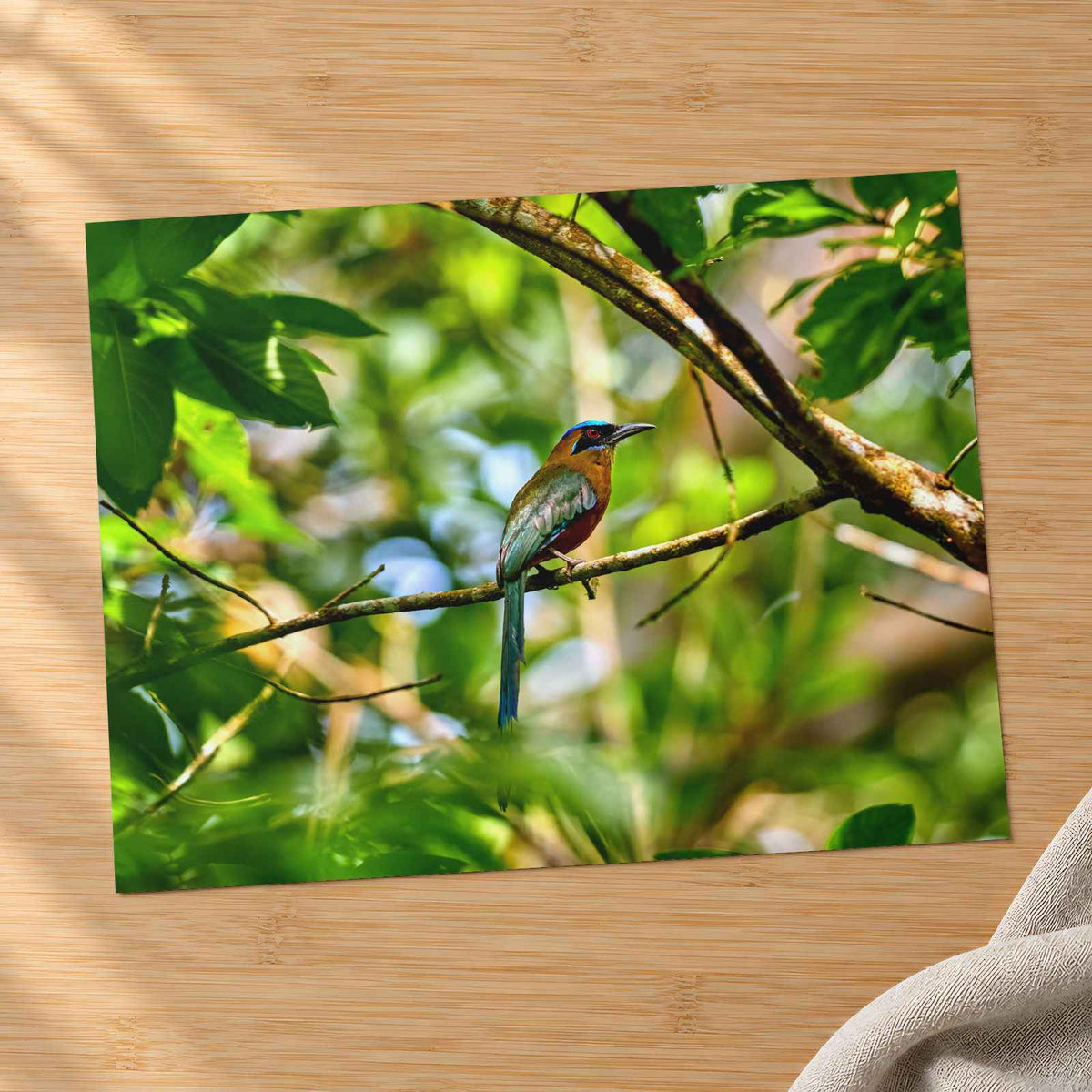 Tropical Bird Perched on Tree Branch Panamá Photography Print (7 Sizes)