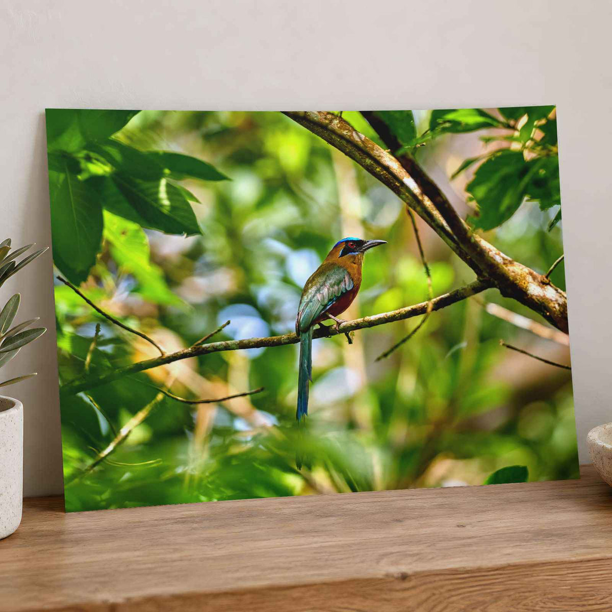 Tropical Bird Perched on Tree Branch Panamá Photography Print (7 Sizes)