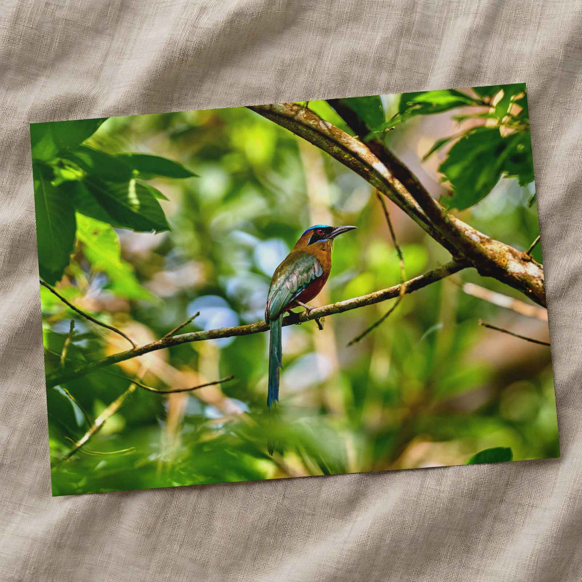 Tropical Bird Perched on Tree Branch Panamá Photography Print (7 Sizes)