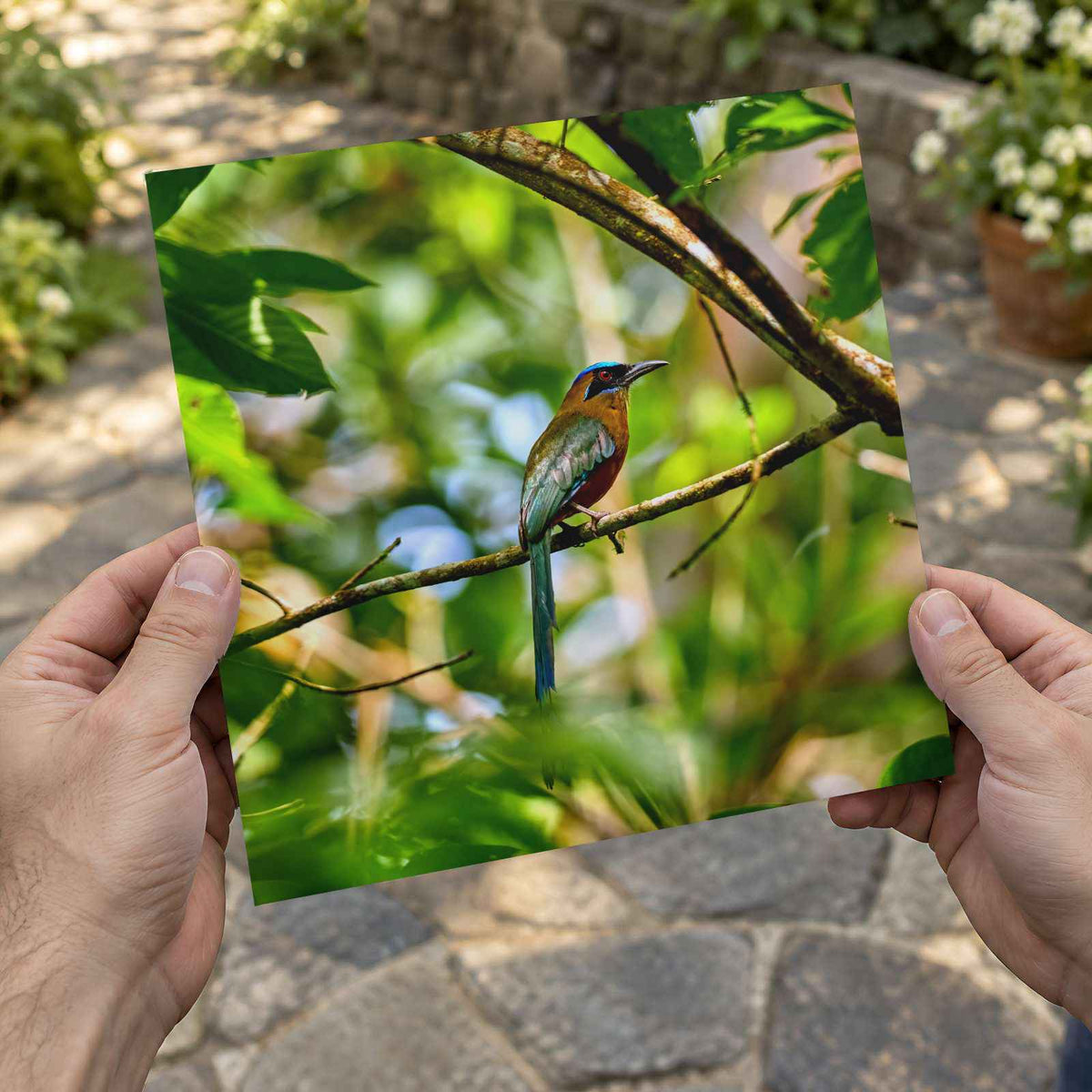 Tropical Bird Perched on Tree Branch Panamá Photography Print (7 Sizes)