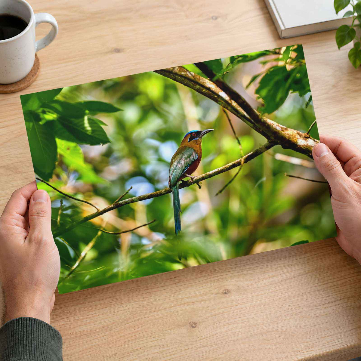 Tropical Bird Perched on Tree Branch Panamá Photography Print (7 Sizes)