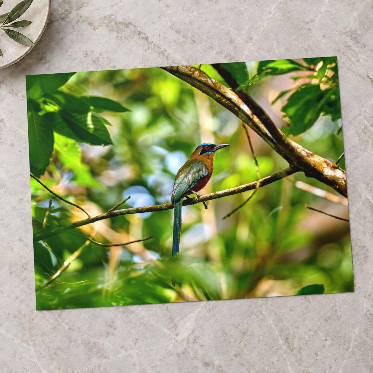 Tropical Bird Perched on Tree Branch by Zdeněk Macháček Photo Print Wall Decor
