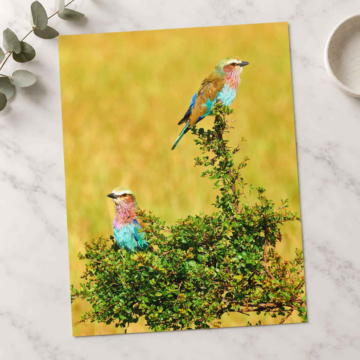 Lilac Breasted Roller Birds Perched Photography Print (7 Sizes) - Crisp Detail