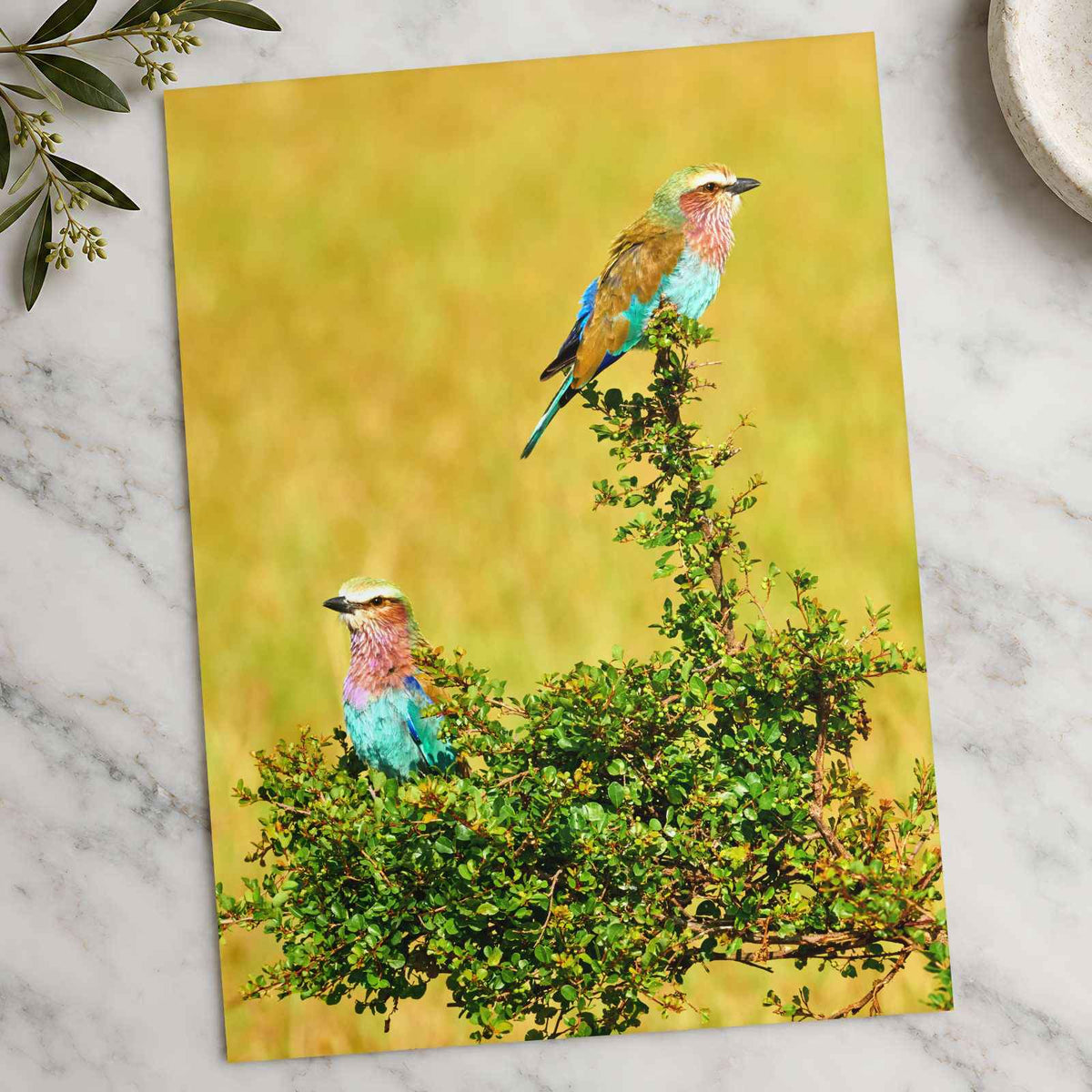 Lilac Breasted Roller Birds Perched Photography Print (7 Sizes) - Crisp Detail