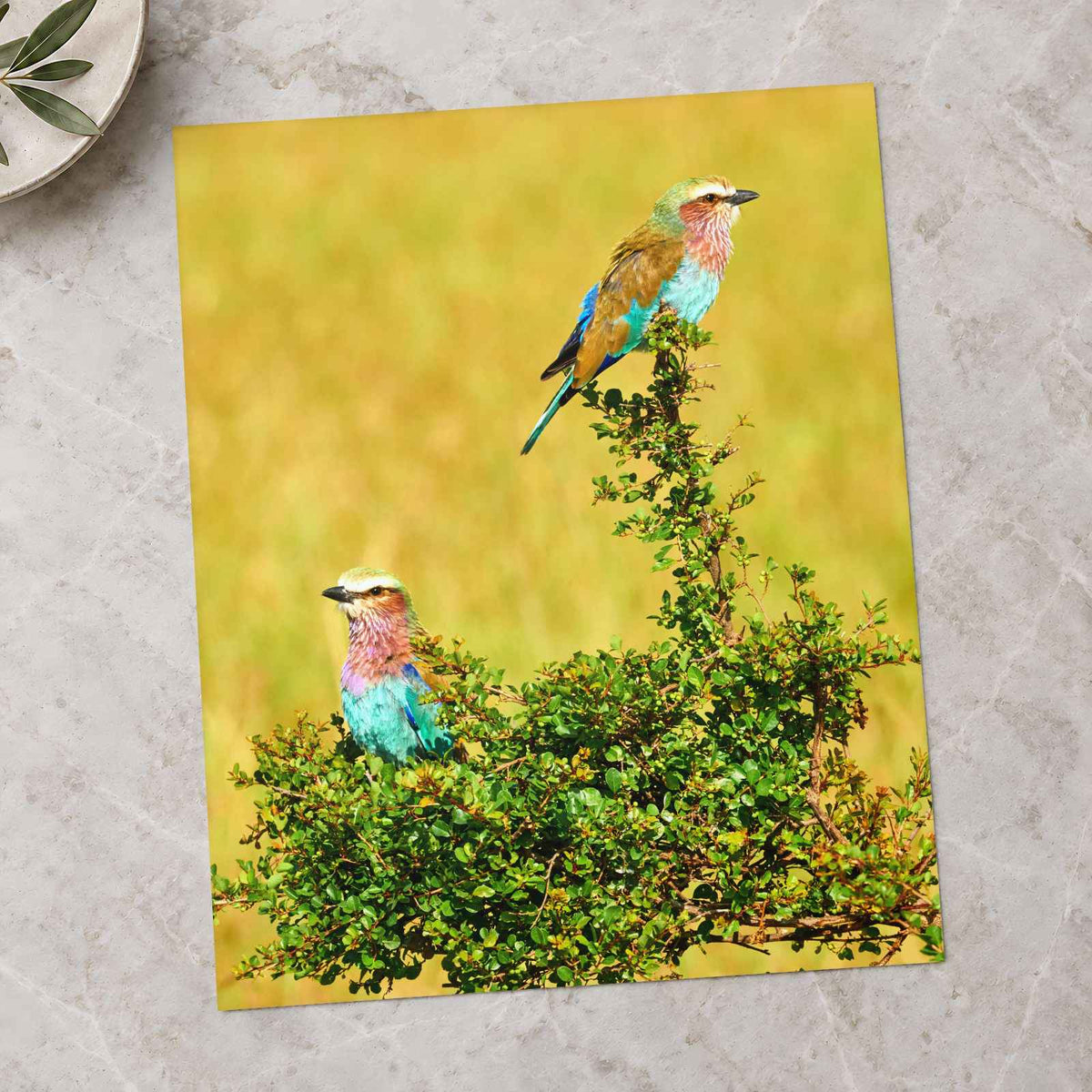 Lilac Breasted Roller Birds Perched Photography Print (7 Sizes) - Crisp Detail
