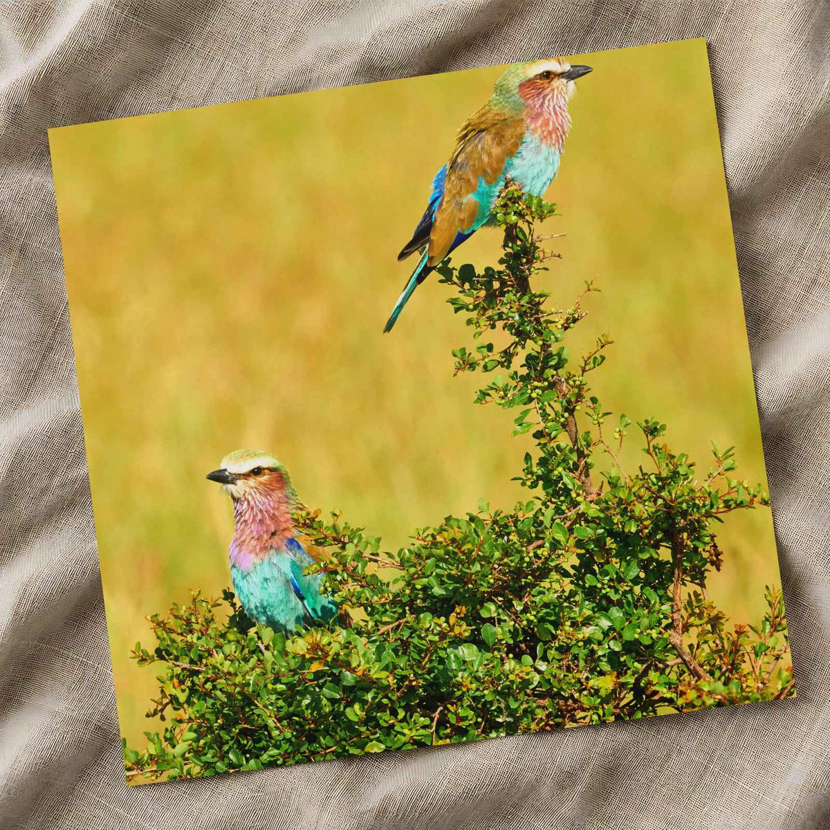 Lilac Breasted Roller Birds Perched Photography Print (7 Sizes) - Crisp Detail