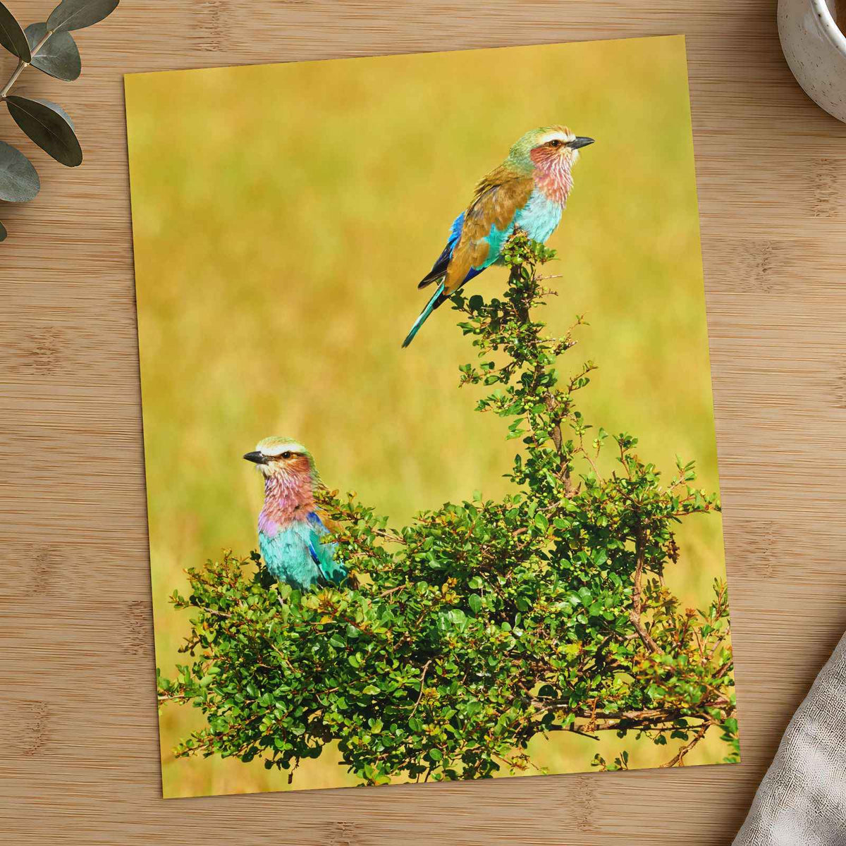 Lilac Breasted Roller Birds Perched Photography Print (7 Sizes) - Crisp Detail
