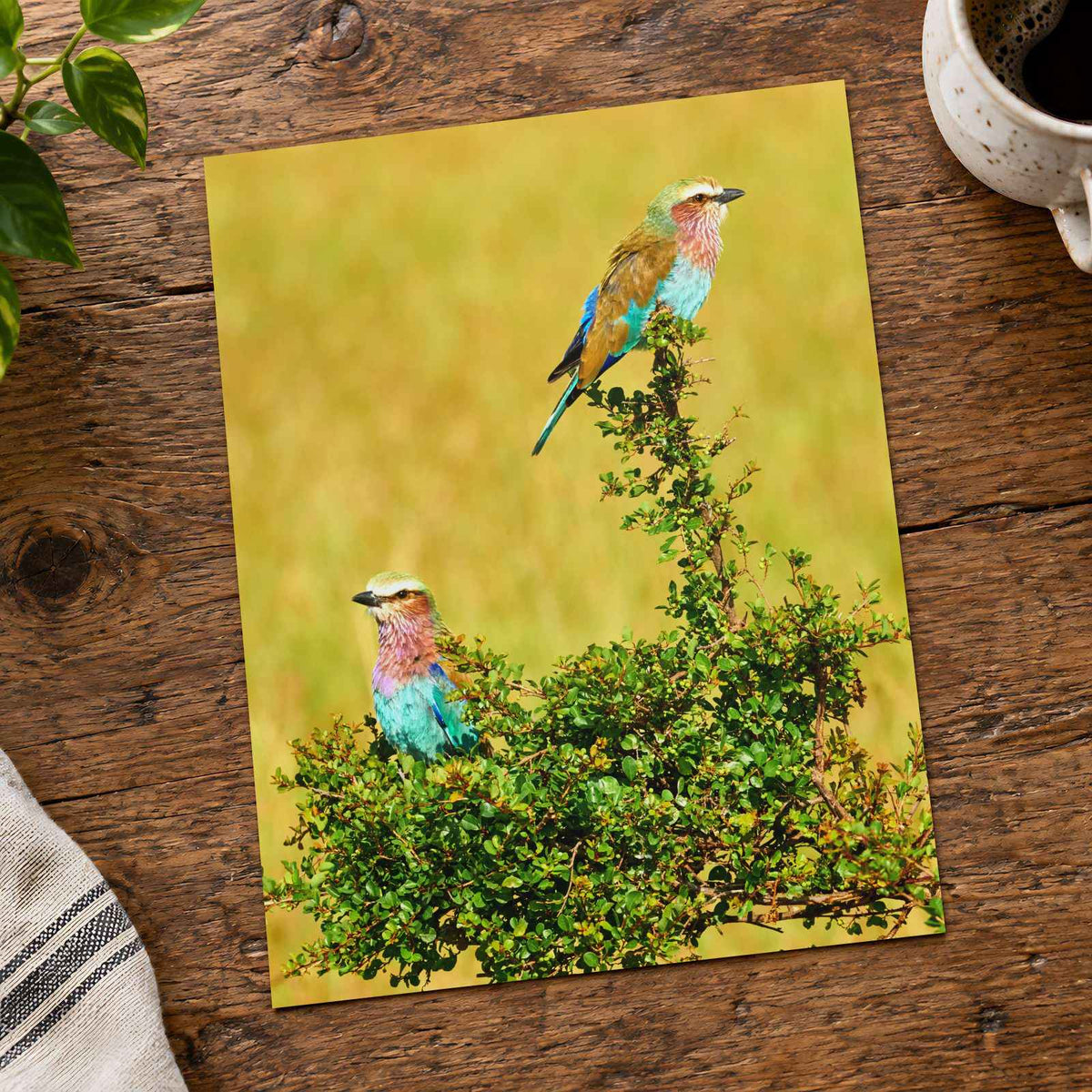 Lilac Breasted Roller Birds Perched Photo Print Wall Decor