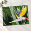 Colorful Bird of Paradise Flower in Garden Photo Wall Print (7 Sizes)