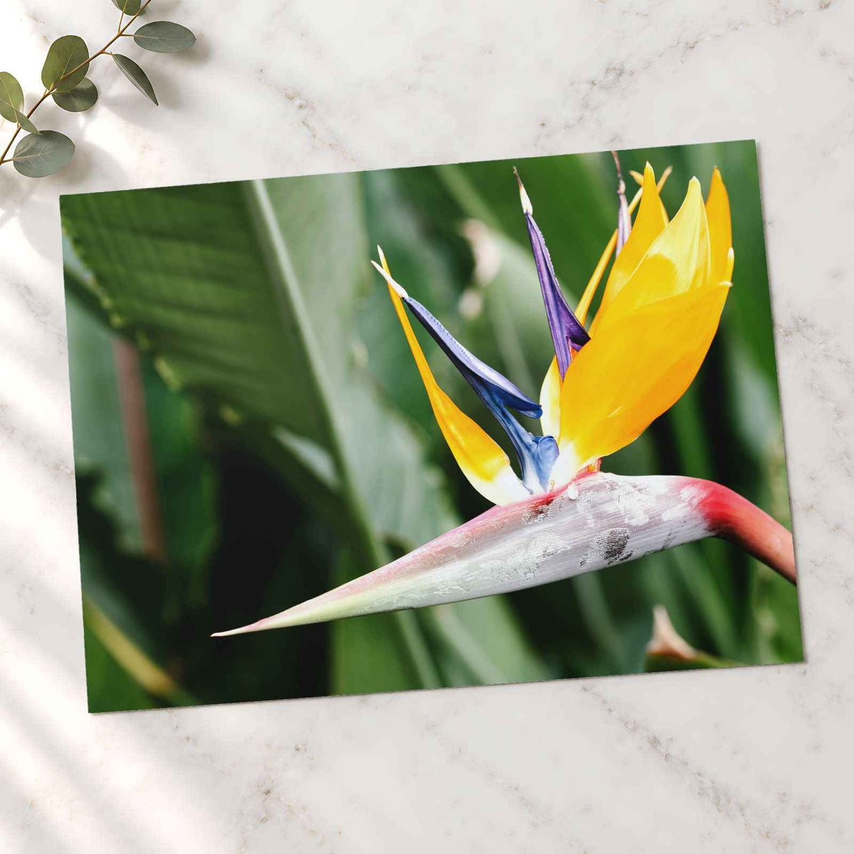 Colorful Bird of Paradise Flower in Garden Photo Wall Print (7 Sizes)