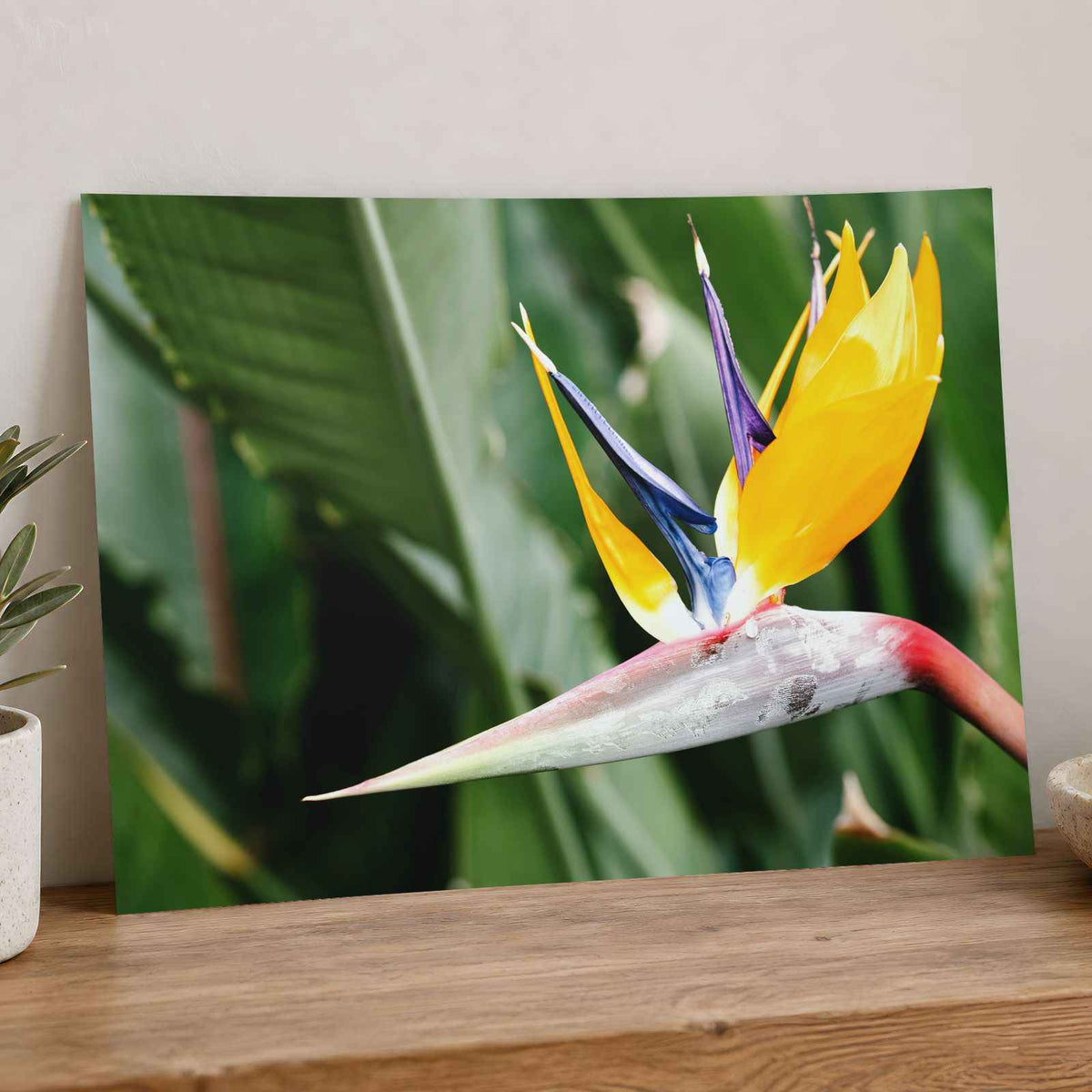 Colorful Bird of Paradise Flower in Garden Photo Wall Print (7 Sizes)