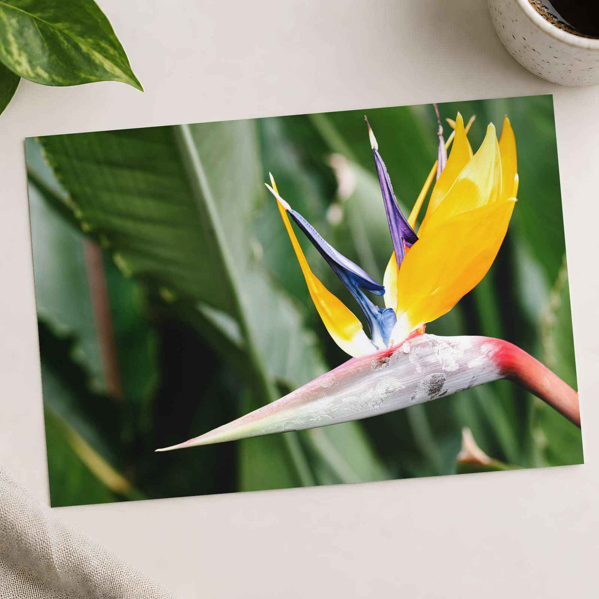 Colorful Bird of Paradise Flower in Garden Photo Wall Print (7 Sizes)