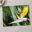 Colorful Bird of Paradise Flower in Garden Photo Wall Print (7 Sizes)