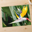 Colorful Bird of Paradise Flower in Garden Photo Wall Print (7 Sizes)