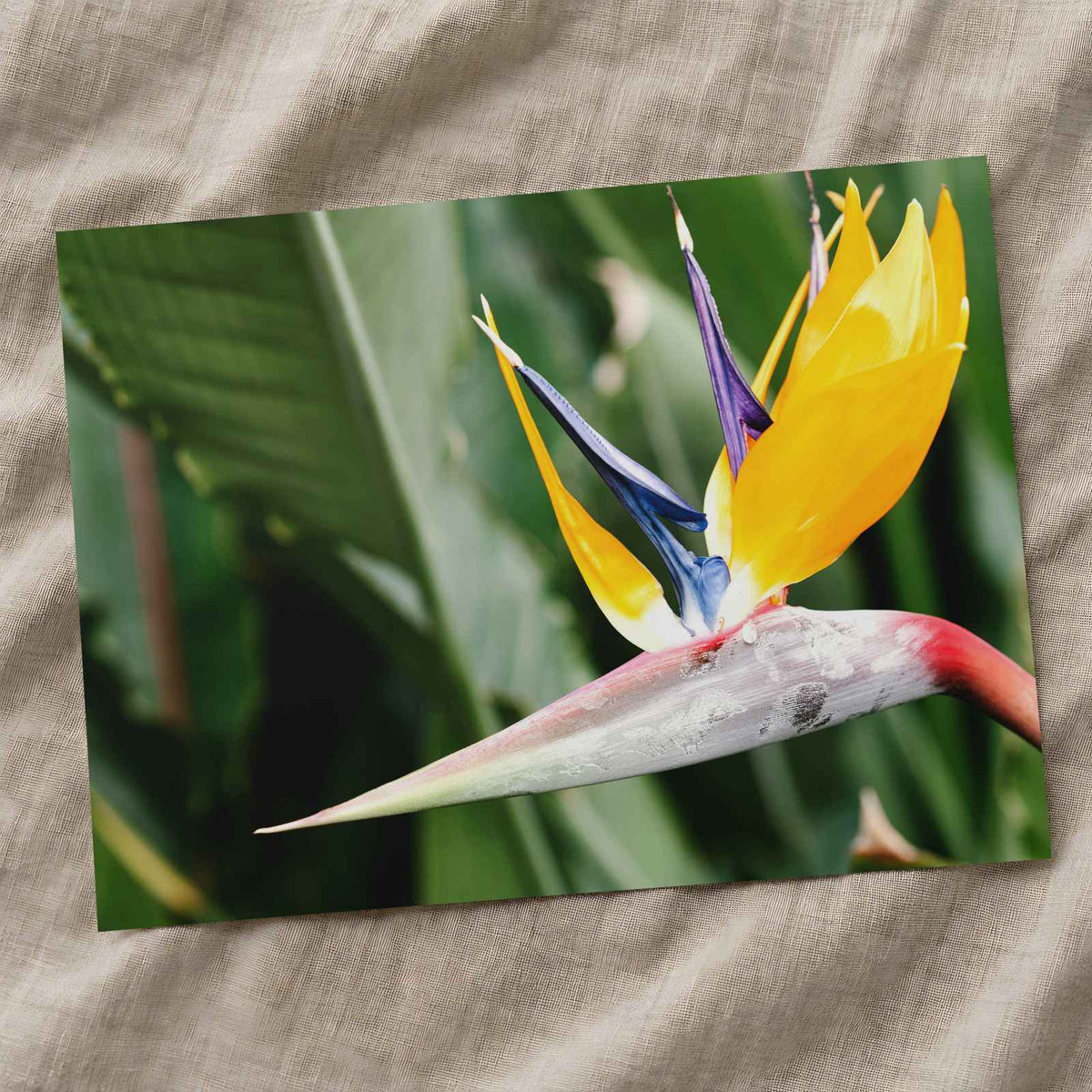 Colorful Bird of Paradise Flower in Garden Photo Print Wall Decor
