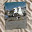Two Seagulls Standing on Beach Photo Wall Print (7 Sizes) - Heavyweight