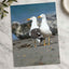 Two Seagulls Standing on Beach Photo Wall Print (7 Sizes) - Heavyweight