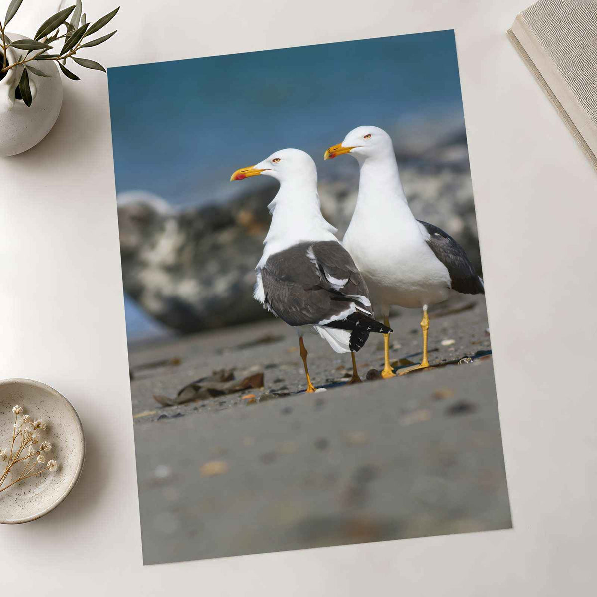 Two Seagulls Standing on Beach Photo Wall Print (7 Sizes) - Heavyweight