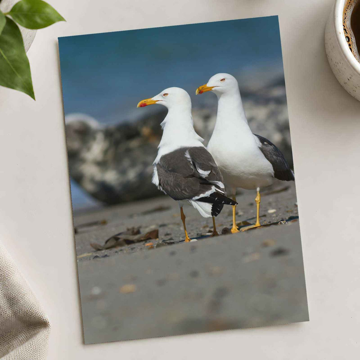 Two Seagulls Standing on Beach Photo Wall Print (7 Sizes) - Heavyweight