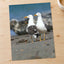 Two Seagulls Standing on Beach Photo Wall Print (7 Sizes) - Heavyweight