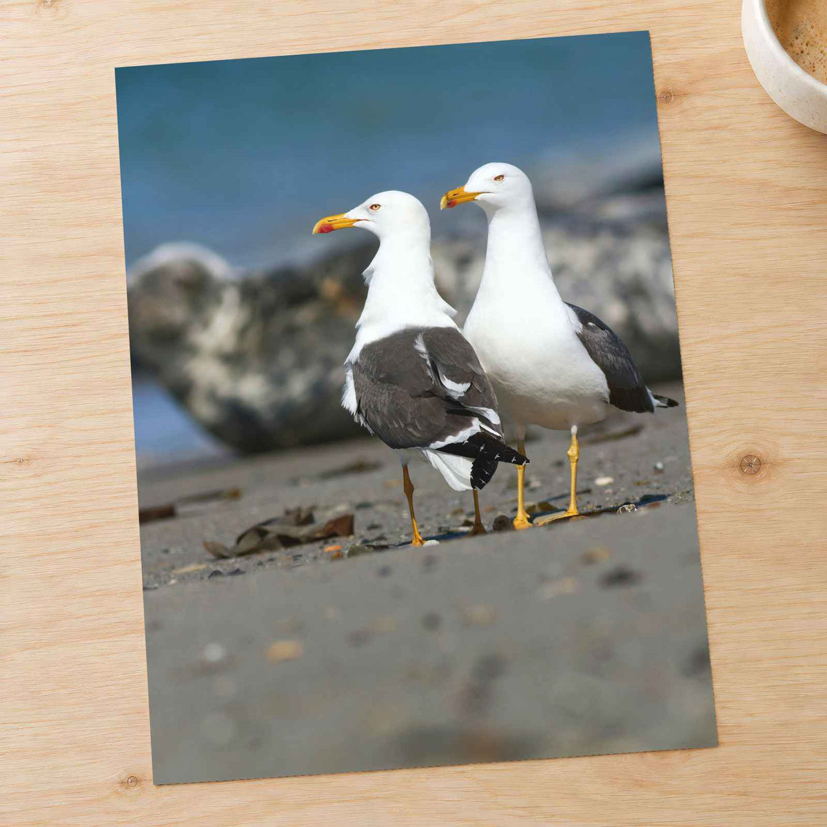 Two Seagulls Standing on Beach Photo Wall Print (7 Sizes) - Heavyweight