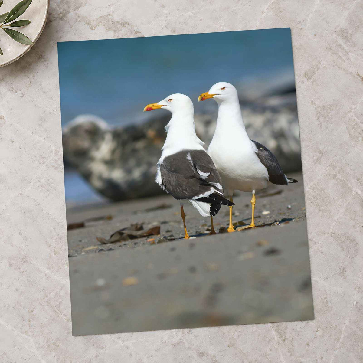 Two Seagulls Standing on Beach by Zdeněk Macháček Photo Print Wall Decor